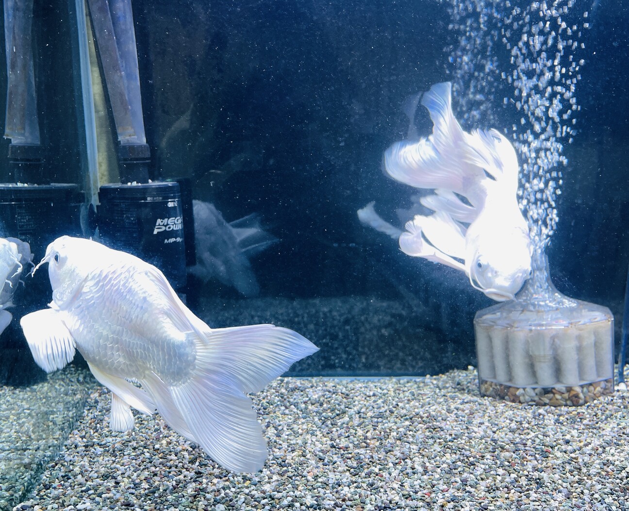 ヒレナガゴイ(プラチナ)...」神奈川県 - 熱帯魚・観賞魚の里親募集 