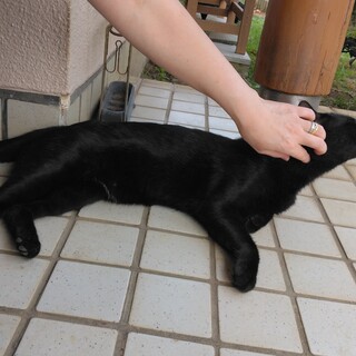 黒猫ちゃんもらって