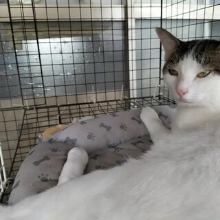 【緊急募集】大きめ男子の八兵衛くん