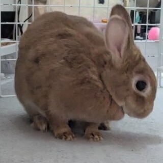 ネザーランドのうさぎさん(メス)