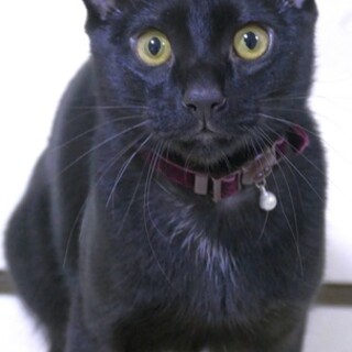 甘えんぼボーイつくね君