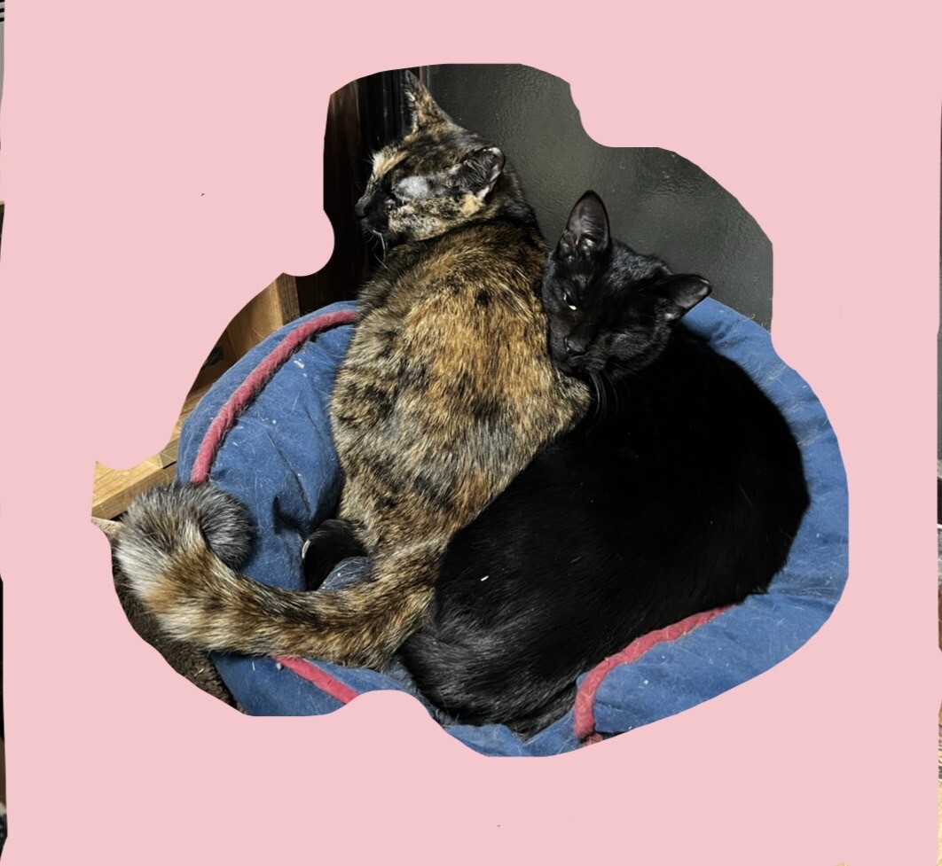 かわいい元気な姉妹です！ サムネイル2