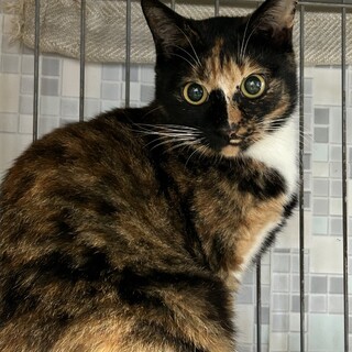 2歳4ヶ月　三毛猫　人懐こい　かりんちゃん