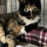 2歳4ヶ月　三毛猫　人懐こい　かりんちゃん サムネイル3