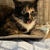 2歳4ヶ月　三毛猫　人懐こい　かりんちゃん サムネイル4