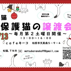 松猫 保護猫の譲渡会