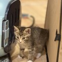 可愛い靴下のキジ白ちゃん(茶系)