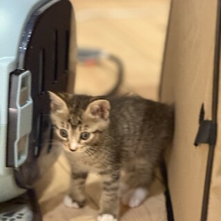 可愛い靴下のキジ白ちゃん(茶系)