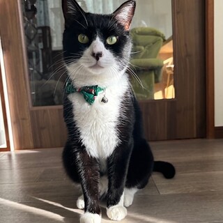 穏やかなビックボーイ、ぼんぼんくん