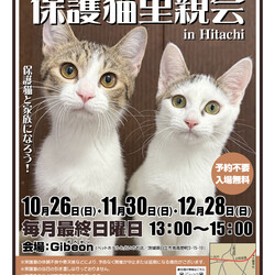 Save The Cat 保護猫里親会 in Hitachi