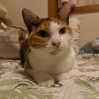 2歳くらいの三毛猫ちゃん