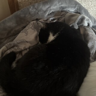 雑種のカギしっぽがある猫です