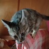 急募 元気な子猫の里親さん募集 サムネイル6