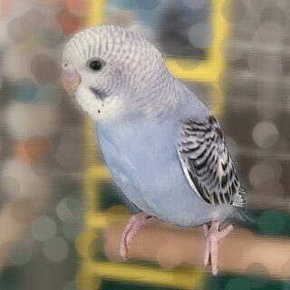 セキセイインコ2ヵ月の女の子