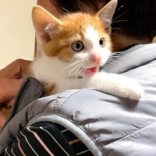 キュートなキナシロくん