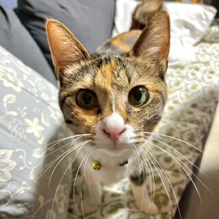 わんちゃんとも仲良し❤︎シルクちゃん