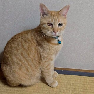 人が大好きで一緒に寝てくれます❤︎ミツちゃん