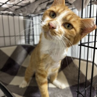 脚の怪我、断脚を乗り越えた3本脚のこたろう