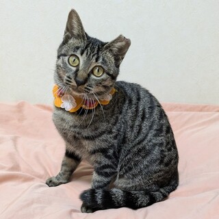 【1/25東銀座】パンジーちゃん★１歳♪