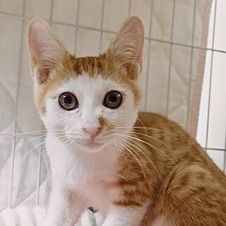 超甘えん坊で人懐っこい茶白のマル君