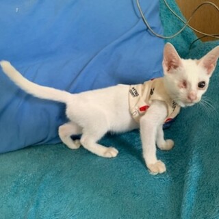 ハンデ無し！片目の人懐こい白猫JJ