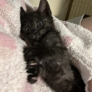 若かりし頃のすいちゃん