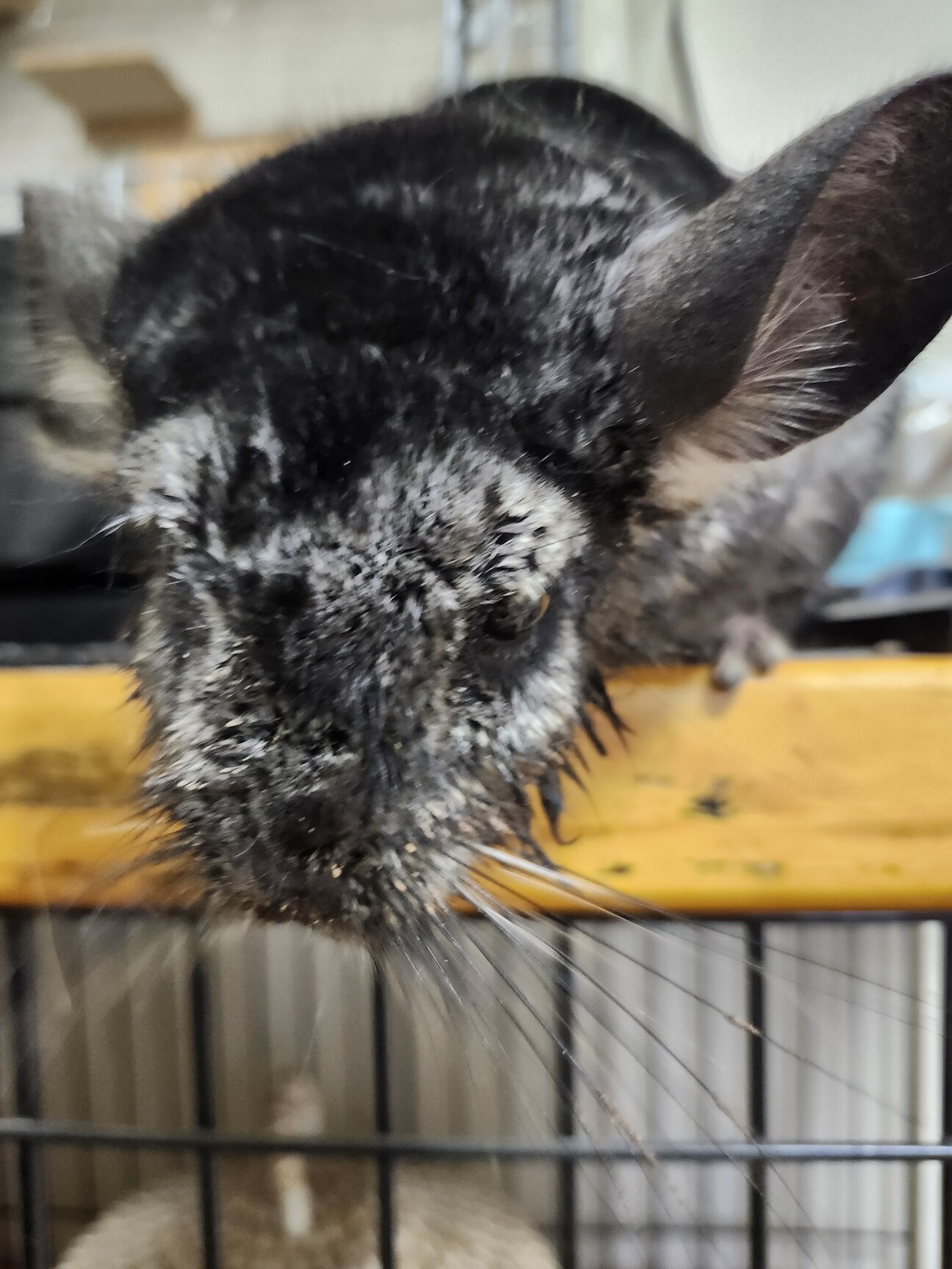 チンチラ♂年齢不明(約6」滋賀県 - 小動物の里親募集(531242) 1枚目