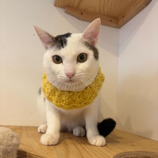 優しいおっとりさんつよし