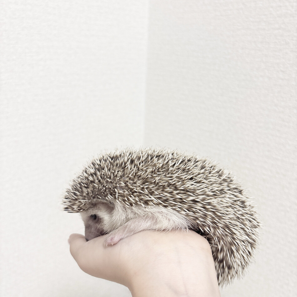 ウニちゃんのカバー写真