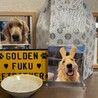 愛犬福