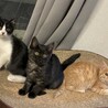 ※募集一時停止中　生後2ヶ月半の3兄弟 サムネイル2