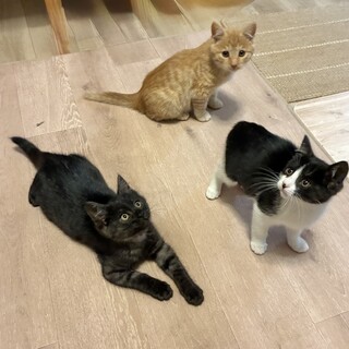 ※募集一時停止中　生後2ヶ月半の3兄弟