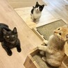 ※募集一時停止中　生後2ヶ月半の3兄弟 サムネイル6
