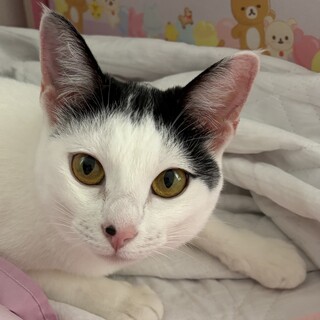 とても甘えん坊で大人しい子です♪