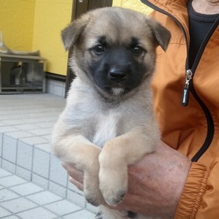 甘えん坊のコロ君