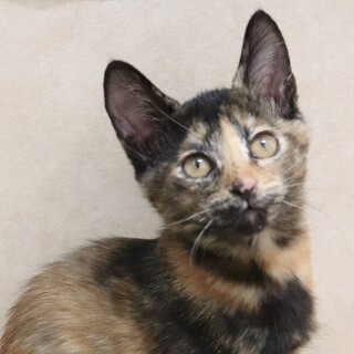 福岡：動物病院発！サビLOVEな方へ❤マアムちゃん