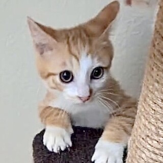 人懐こくて超甘えん坊の茶白の直君