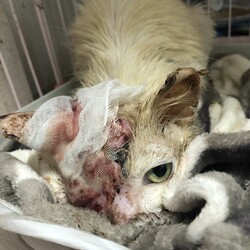 お空に帰りました