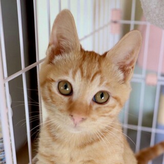 温厚で甘えん坊で人懐こい茶トラのロイ君