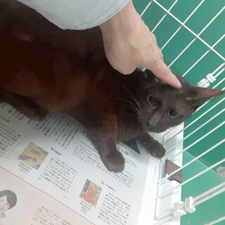 崖っぷち猫34番♂️　期限あり