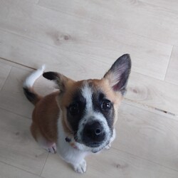 「ひっかきぼんちゃん」サムネイル1