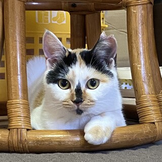 可愛いだけじゃダメですか？