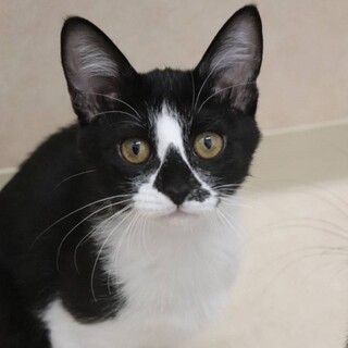 福岡：動物病院発！個性的ハチワレ女の子　いくちゃん