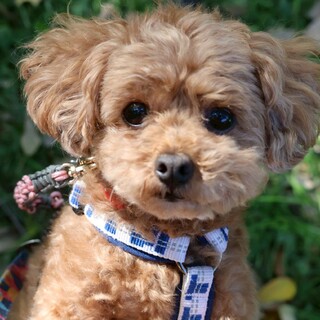 ベタ甘な小さな小さなプードルの女の子