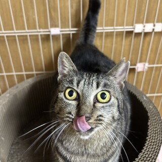 猫が連れ去られた場所から保護したキイちゃん　メス