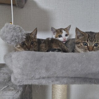 仔猫3兄妹
