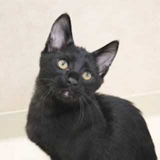 福岡：動物病院発！スリムな黒豹　カヌレくん