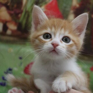 福岡：動物病院発！誰もを虜にするまもるくん♡