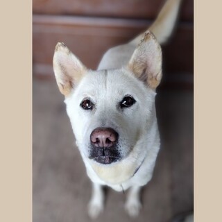 人が大好き甘えたさんのピーチちゃん♡