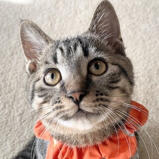 元気で活発、甘えん坊の女の子、あさりです♡